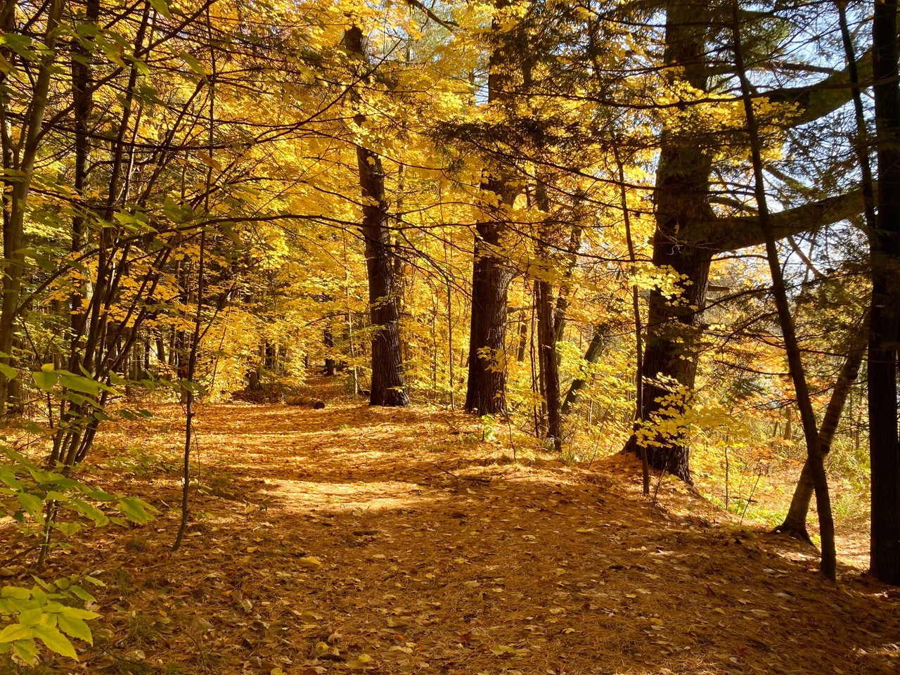 Sentier de l ile vessot joliette2-JNM