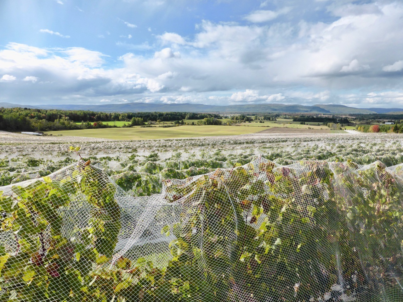 Vignoble saint gabriel-JNM